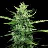 где заказать семена конопли Auto Kong 4 feminised Paradise Seeds где заказать семена конопли Auto Kong 4 feminised Paradise Seeds
