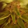 семена конопли недорого Auto Alpujarrena feminised Pyramid Seeds семена конопли недорого Auto Alpujarrena feminised Pyramid Seeds