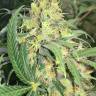 купить семена конопли для выращивания  Super Skunk regular купить семена конопли для выращивания  Super Skunk regular