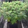 купить семена сортовой конопли  Super Skunk regular купить семена сортовой конопли  Super Skunk regular