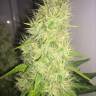 семена конопли для посадки купить Belladonna regular Ganja Seeds семена конопли для посадки купить Belladonna regular Ganja Seeds