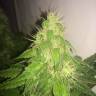 семена конопли медицинской Belladonna regular Ganja Seeds семена конопли медицинской Belladonna regular Ganja Seeds