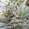 купить семена конопли Auto Sweet Gelato feminised Sweet Seeds