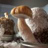 заказать отпечатки псилоцибиновых грибов Cambodian заказать отпечатки псилоцибиновых грибов Cambodian