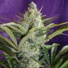 семена конопли недорого Black Widow regular Ganja Seeds семена конопли недорого Black Widow regular Ganja Seeds