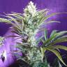 регулярные семена конопли Black Widow regular Ganja Seeds регулярные семена конопли Black Widow regular Ganja Seeds