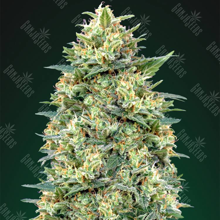 семена конопли f1 в оригинальной упаковке Auto White Widow feminised 00 Seeds