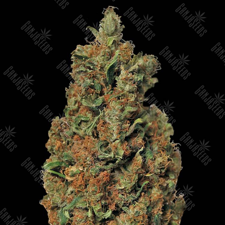 купить семена конопли Red Diesel feminised Barneys Farm