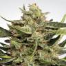 семена конопли курьером Auto Vertigo feminised Paradise Seeds семена конопли курьером Auto Vertigo feminised Paradise Seeds