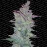 семена индийской конопли Auto Vertigo feminised Paradise Seeds семена индийской конопли Auto Vertigo feminised Paradise Seeds