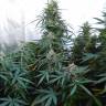 заказ семян конопли Москва Auto Vertigo feminised Paradise Seeds заказ семян конопли Москва Auto Vertigo feminised Paradise Seeds