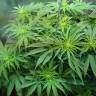 заказ семян конопли Спб Auto Vertigo feminised Paradise Seeds заказ семян конопли Спб Auto Vertigo feminised Paradise Seeds