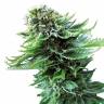семена конопли гидропоники Northern Lights regular семена конопли гидропоники Northern Lights regular