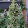 семена конопли аутдор Northern Lights regular семена конопли аутдор Northern Lights regular