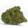 Auto White Dwarf CBD feminised Ganja Seeds Auto White Dwarf CBD feminised Ganja Seeds