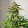 Auto White Dwarf CBD feminised Ganja Seeds Auto White Dwarf CBD feminised Ganja Seeds