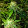 Auto Northern Lights feminised Breeders Community Seeds Auto Northern Lights feminised Breeders Community Seeds