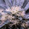 семена конопли в оригинальных упаковках Critical Kush feminised Royal Queen семена конопли в оригинальных упаковках Critical Kush feminised Royal Queen