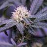 заказ семян конопли Спб Critical Kush feminised Royal Queen заказ семян конопли Спб Critical Kush feminised Royal Queen