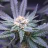 семена конопли Россия Critical Kush feminised Royal Queen семена конопли Россия Critical Kush feminised Royal Queen