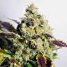 Качественные семена Auto Doctor's Choice feminised Ganja Seeds Качественные семена Auto Doctor's Choice feminised Ganja Seeds