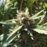 семена конопли для посадки купить Blueberry regular Ganja Seeds семена конопли для посадки купить Blueberry regular Ganja Seeds