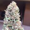 семена конопли интернет магазин Blueberry regular Ganja Seeds семена конопли интернет магазин Blueberry regular Ganja Seeds