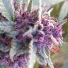 семена конопли f1 в оригинальной упаковке Blueberry regular Ganja Seeds семена конопли f1 в оригинальной упаковке Blueberry regular Ganja Seeds