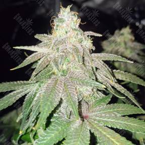 Bubba Kush feminised Humboldt Seeds