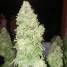 семена индийской конопли Bubba Kush feminised Humboldt Seeds семена индийской конопли Bubba Kush feminised Humboldt Seeds