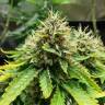 семена конопли для выращивания Acid feminised Paradise Seeds семена конопли для выращивания Acid feminised Paradise Seeds