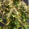 семена конопли марихуаны Acid feminised Paradise Seeds семена конопли марихуаны Acid feminised Paradise Seeds