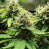 семена конопли элитных сортов Acid feminised Paradise Seeds семена конопли элитных сортов Acid feminised Paradise Seeds