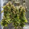 семена конопли аутдор Acid feminised Paradise Seeds семена конопли аутдор Acid feminised Paradise Seeds