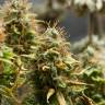 семена конопли в интернете Acid feminised Paradise Seeds семена конопли в интернете Acid feminised Paradise Seeds