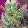 семена конопли Россия Black Jack CBD feminised Sweet Seeds