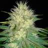 семена конопли интернет магазин White Russian feminised GanjaLiveSeeds семена конопли интернет магазин White Russian feminised GanjaLiveSeeds