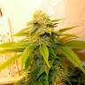 качественные семена конопли White Russian feminised GanjaLiveSeeds качественные семена конопли White Russian feminised GanjaLiveSeeds