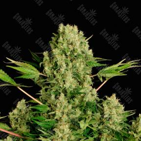 White Russian regular Ganja Seeds