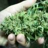 семена конопли гидропоники White Widow regular семена конопли гидропоники White Widow regular
