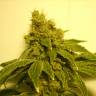 семена конопли с доставкой White Widow regular семена конопли с доставкой White Widow regular