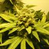 семена индийской конопли White Widow regular семена индийской конопли White Widow regular