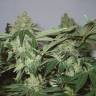 семена конопли в фирменной упаковке White Widow regular семена конопли в фирменной упаковке White Widow regular