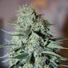 семена конопли Россия White Widow regular семена конопли Россия White Widow regular
