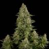 семена сортовой конопли White Widow regular семена сортовой конопли White Widow regular