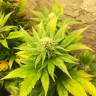 урожайные семена конопли Belladonna feminised Paradise Seeds