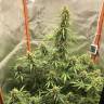 Семена Auto Lemon Kix feminised Ganja Seeds Семена Auto Lemon Kix feminised Ganja Seeds