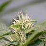 семена индийской конопли White Widow feminised Green House Seeds семена индийской конопли White Widow feminised Green House Seeds