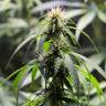 семена конопли с доставкой White Widow feminised Green House Seeds семена конопли с доставкой White Widow feminised Green House Seeds