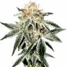 семена конопли гидропоники White Widow feminised Green House Seeds семена конопли гидропоники White Widow feminised Green House Seeds